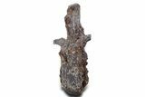 Fossil Theropod Dinosaur (Allosaurus) Dorsal Vertebra - Wyoming #360956-2